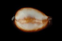 藏品(瑪瑙寶螺)的圖片